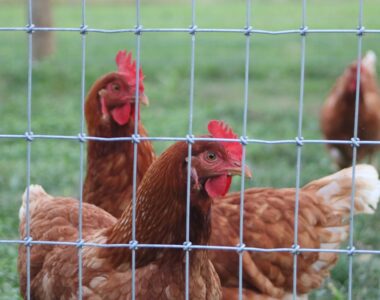 Comparing Cage Raised Pullets and Floor Raised Pullets for Poultry