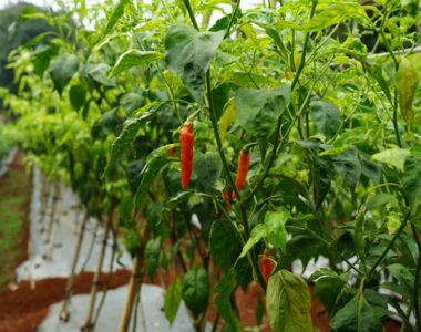 Pepper Farming: Shortest Route to Financial Gain in Nigeria
