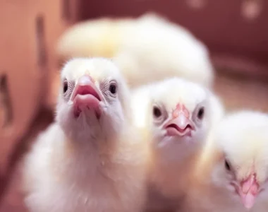 A User-Friendly Calendar for Poultry Vaccination in Nigeria
