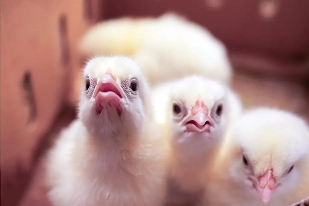 A User-Friendly Calendar for Poultry Vaccination in Nigeria
