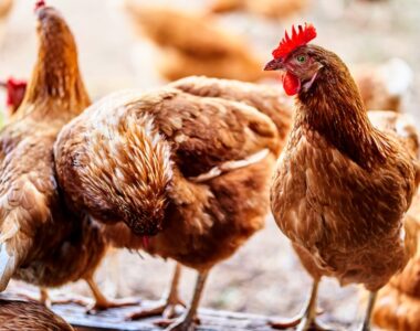 Maximizing Poultry Performance: The Benefits of Livestock Feed Additives