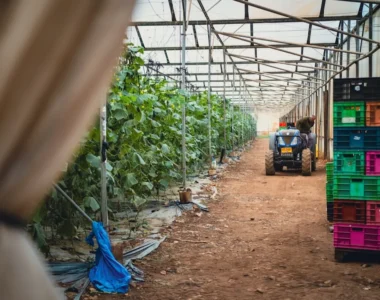 Greenhouse Crops for Nigerian Farmers