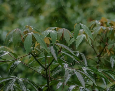 Uncovering the Lucrative Opportunities in Nigeria's Cassava Value Chain