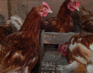 Maximizing Egg Production: The Guide to Designing the Perfect Poultry House