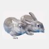 Matured Pure breed Chinchilla Rabbits
