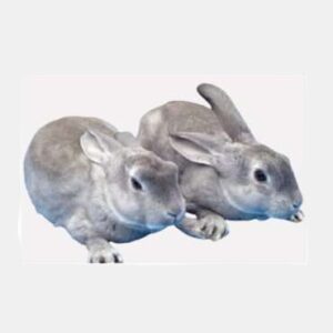 Matured Pure breed Chinchilla Rabbits